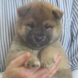 画像1: No.1　凛々しい雄君です(^^♪ (1)