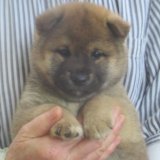 No.1　凛々しい雄君です(^^♪