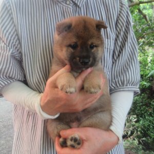 画像2: No.1　凛々しい雄君です(^^♪