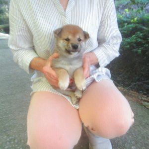 画像2: No.2　可愛い性格の豆柴君(^^♪