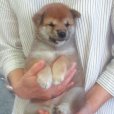 画像3: No.2　可愛い性格の豆柴君(^^♪ (3)