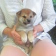 画像1: No.2　可愛い性格の豆柴君(^^♪ (1)
