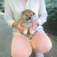 画像4: No.2　可愛い性格の豆柴君(^^♪ (4)