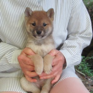 画像1: No5　可愛い豆柴ちゃんです(^^♪