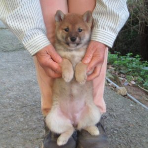 画像4: No5　可愛い豆柴ちゃんです(^^♪