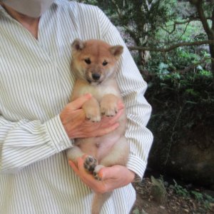 画像4: No6　可愛い豆柴君です(^^♪