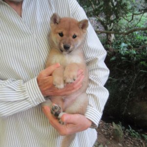 画像1: No6　可愛い豆柴君です(^^♪