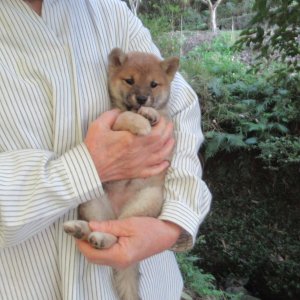 画像2: No5　可愛い豆柴ちゃんです(^^♪