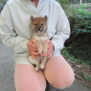 画像3: No5　可愛い豆柴ちゃんです(^^♪