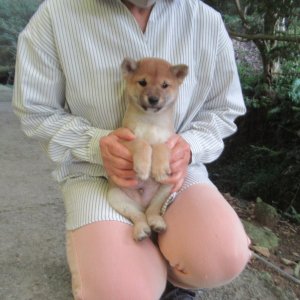 画像2: No6　可愛い豆柴君です(^^♪