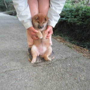 画像3: No.1 柴犬の女の子です^^♪