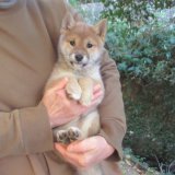 No3.　可愛い豆柴ちゃん(^^♪