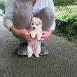 画像5: No.4　只今商談中です〜(^^♪