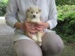 画像4: No.4　只今商談中です〜(^^♪