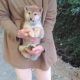 画像: No2　可愛い豆柴ちゃん(^^♪